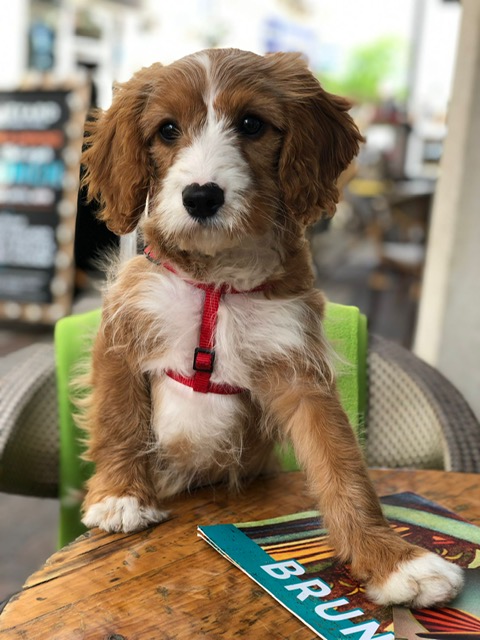 Coco, the office dog, sitting up at a table